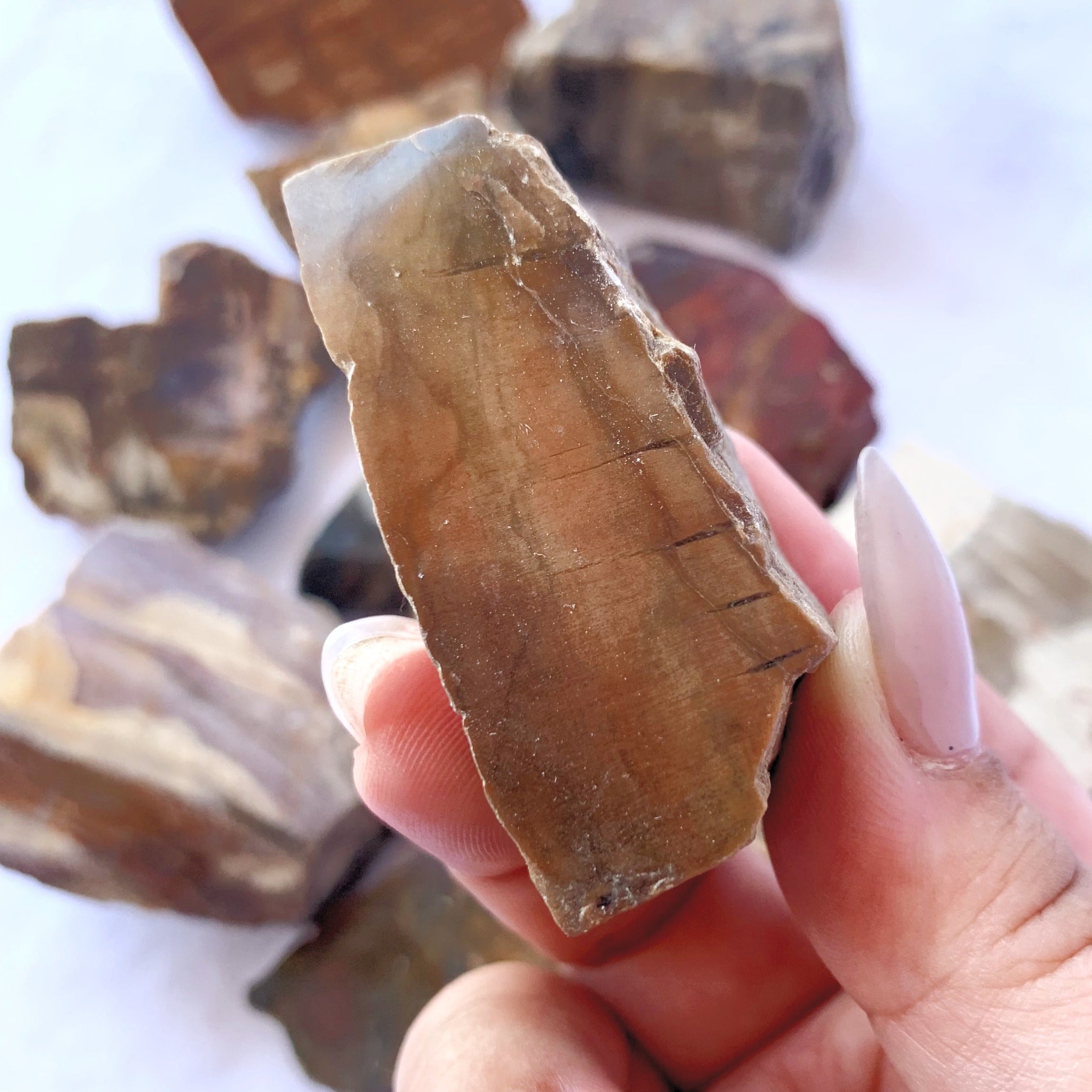 Petrified Wood Slices