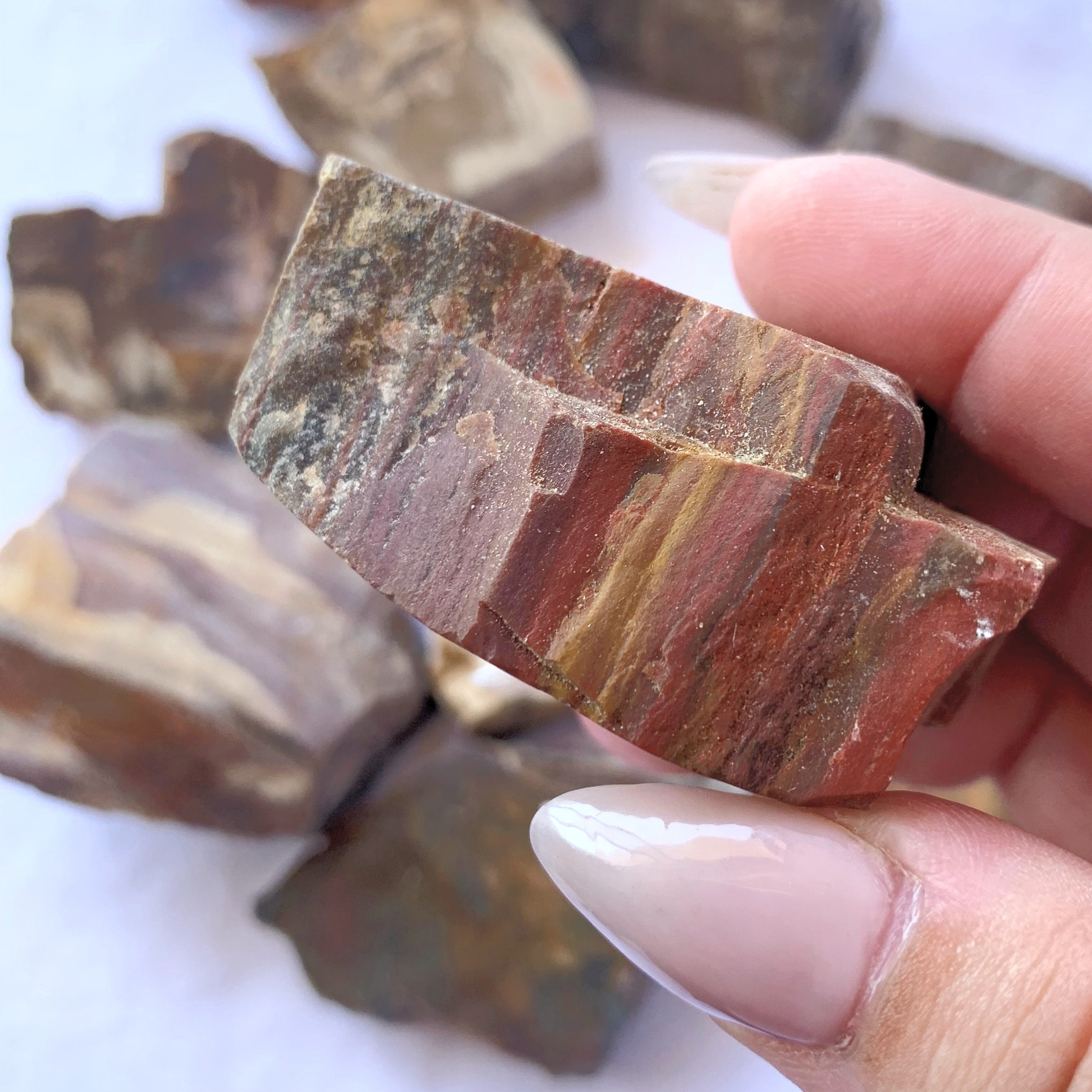 Petrified Wood Slices