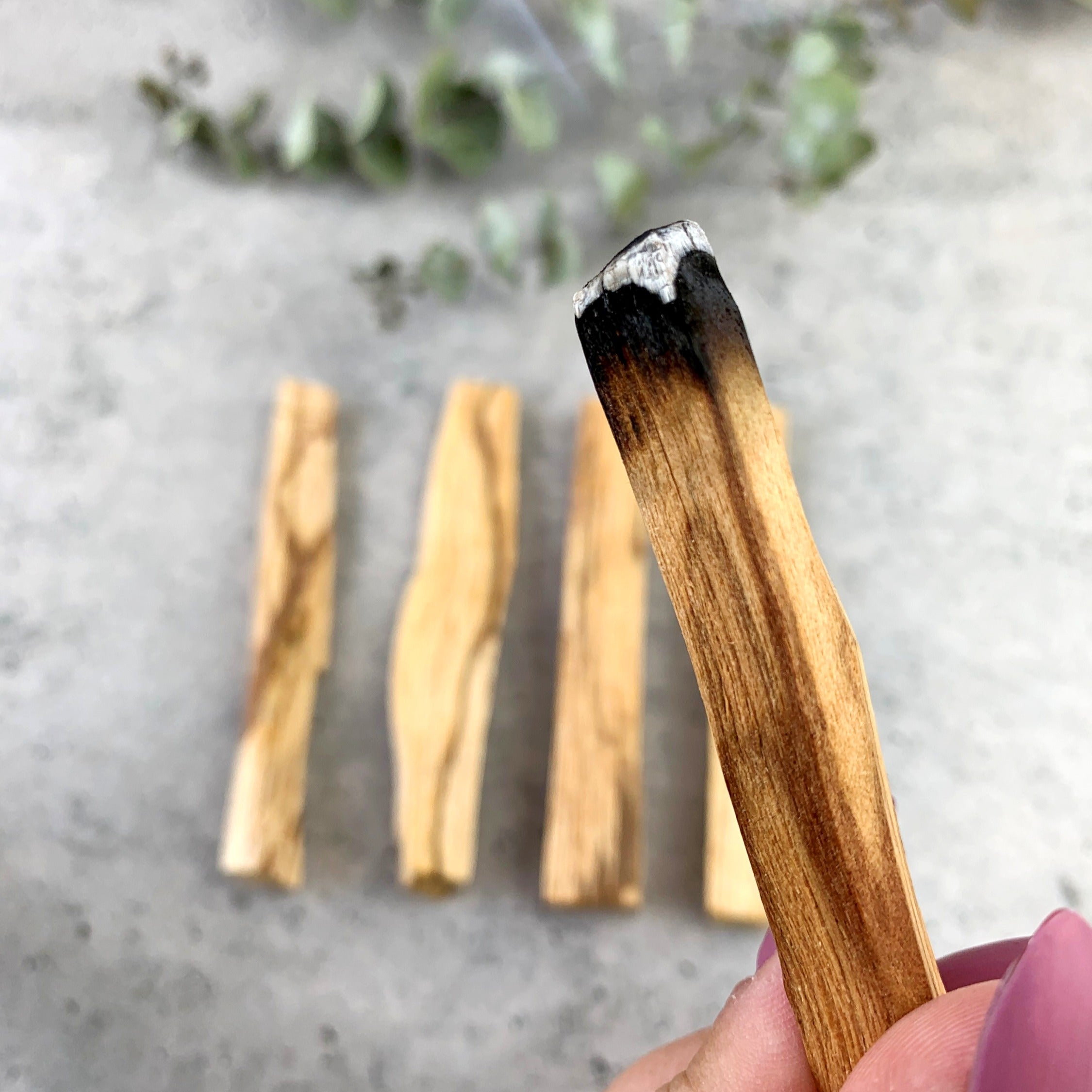 Palo Santo (Bursera graveolens)