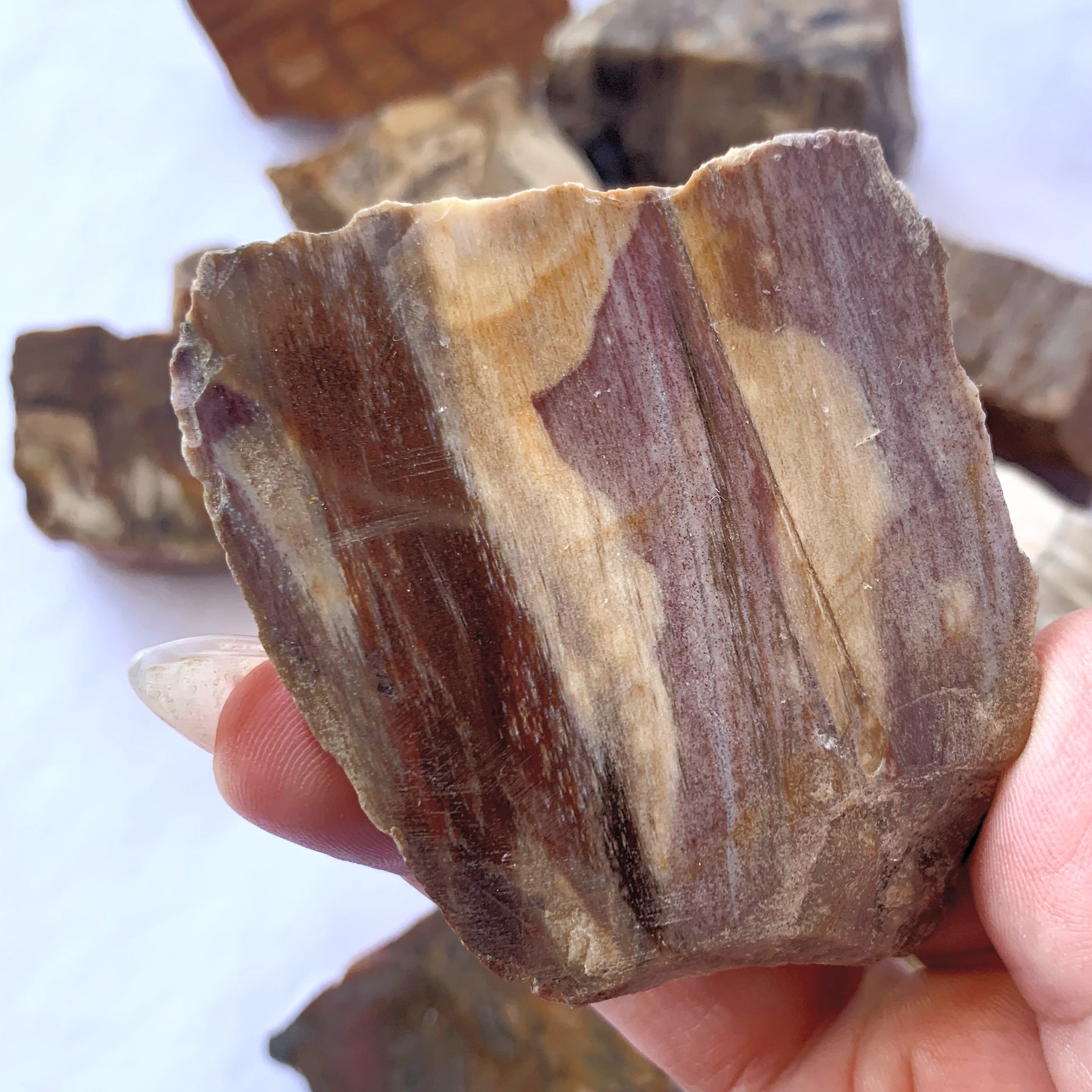 Petrified Wood Slices