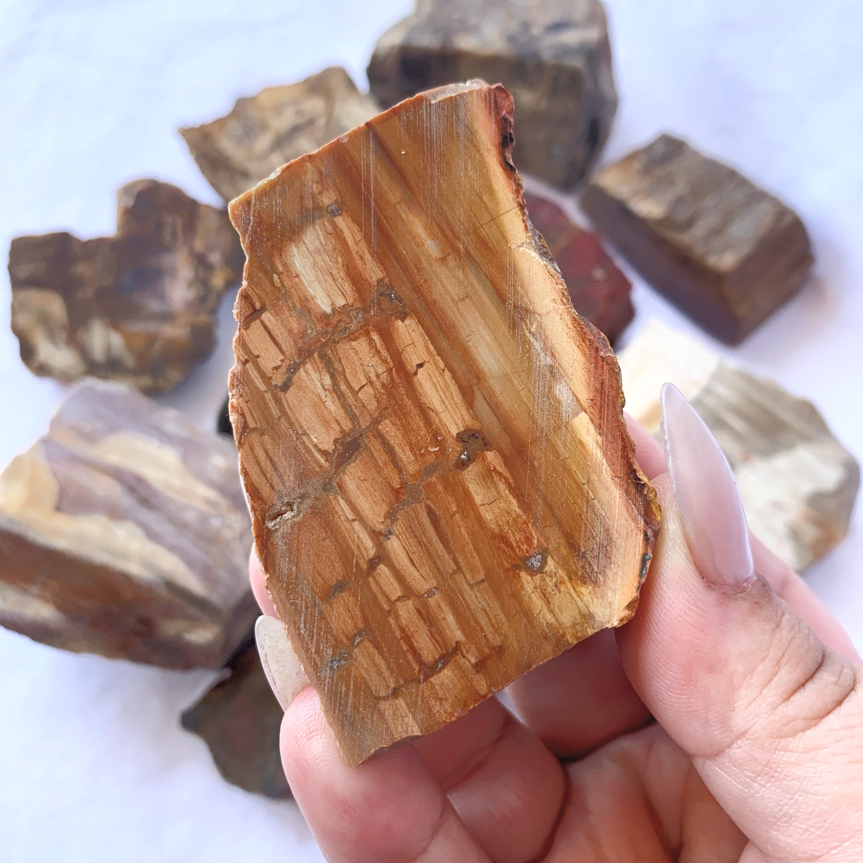 Petrified Wood Slices