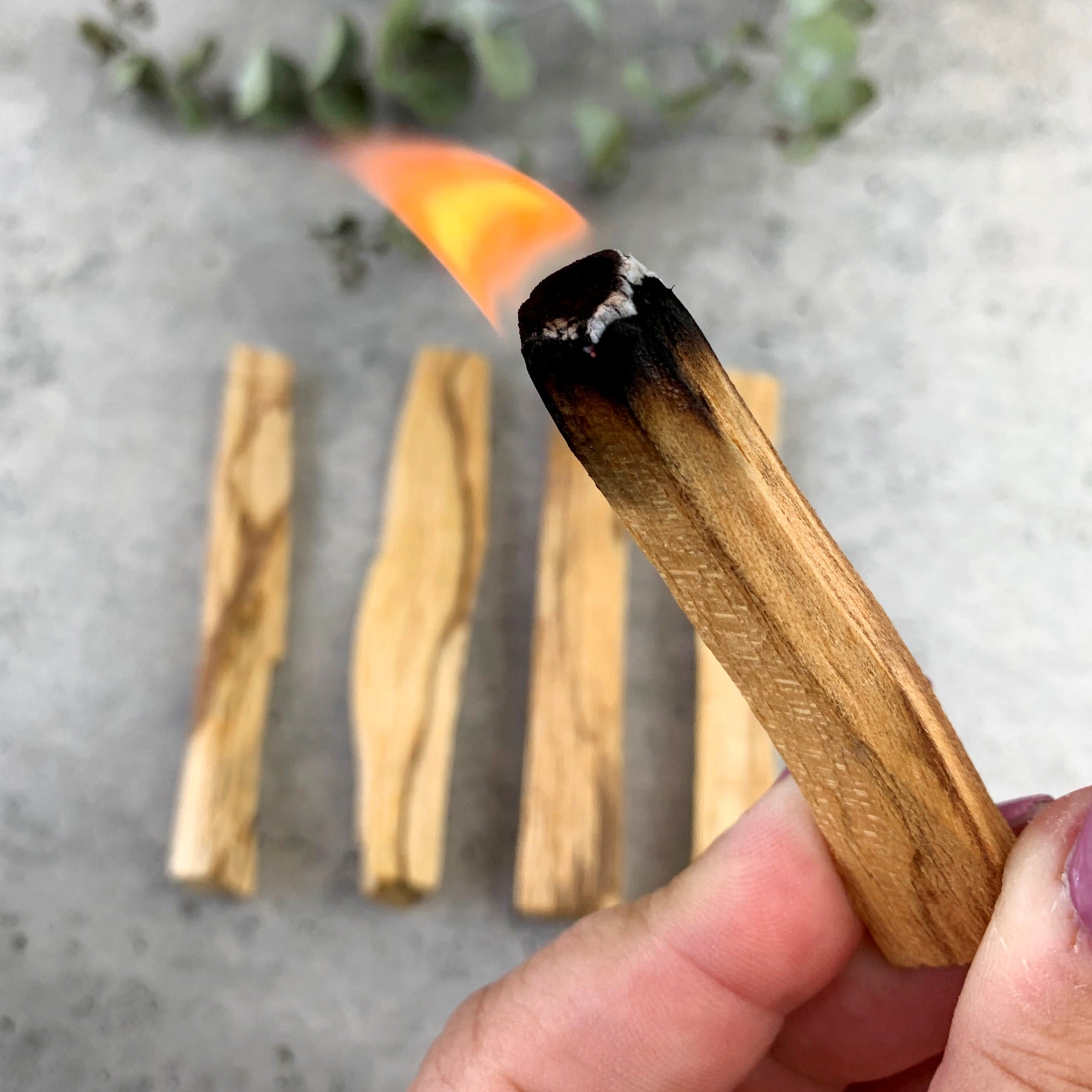 Palo Santo (Bursera graveolens)