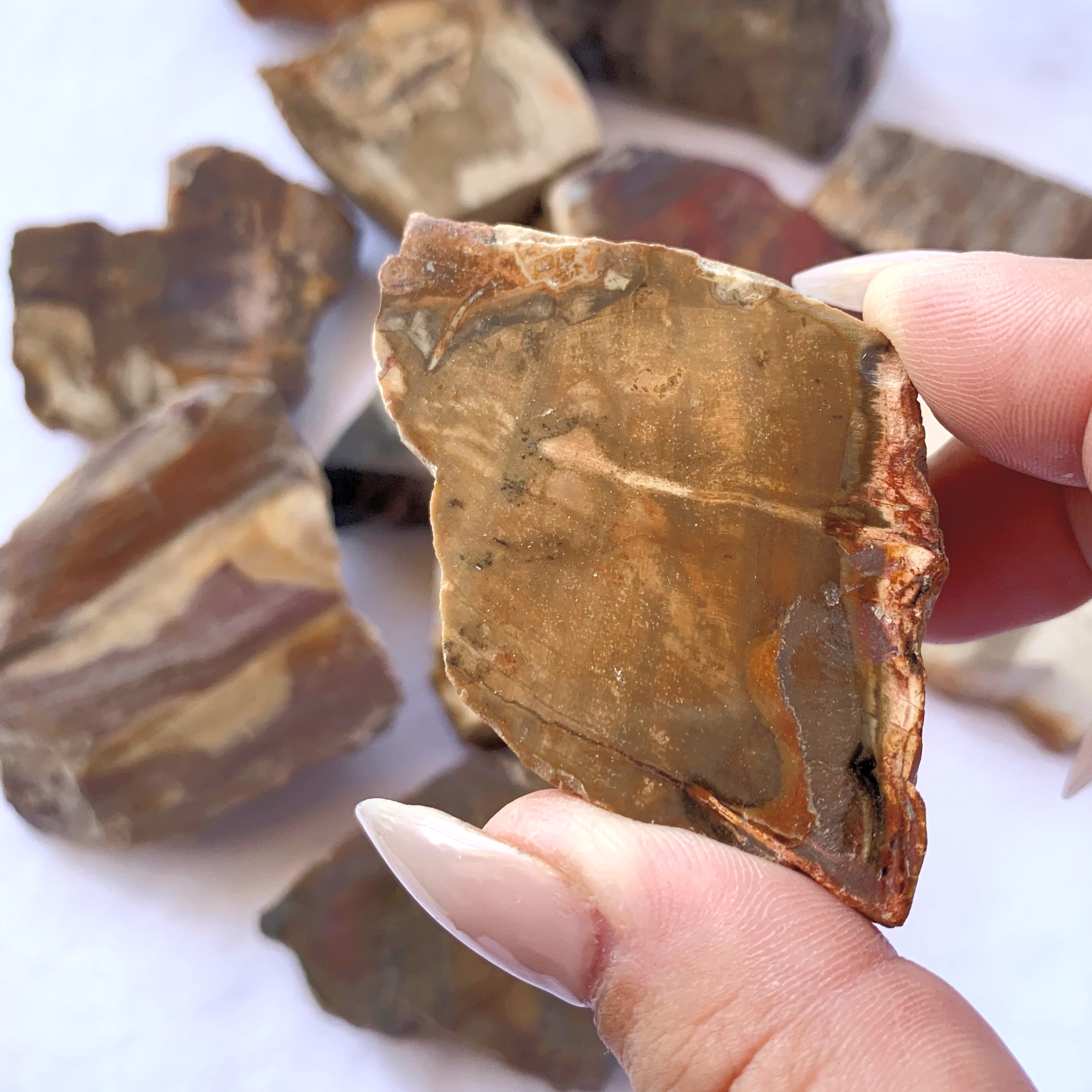 Petrified Wood Slices