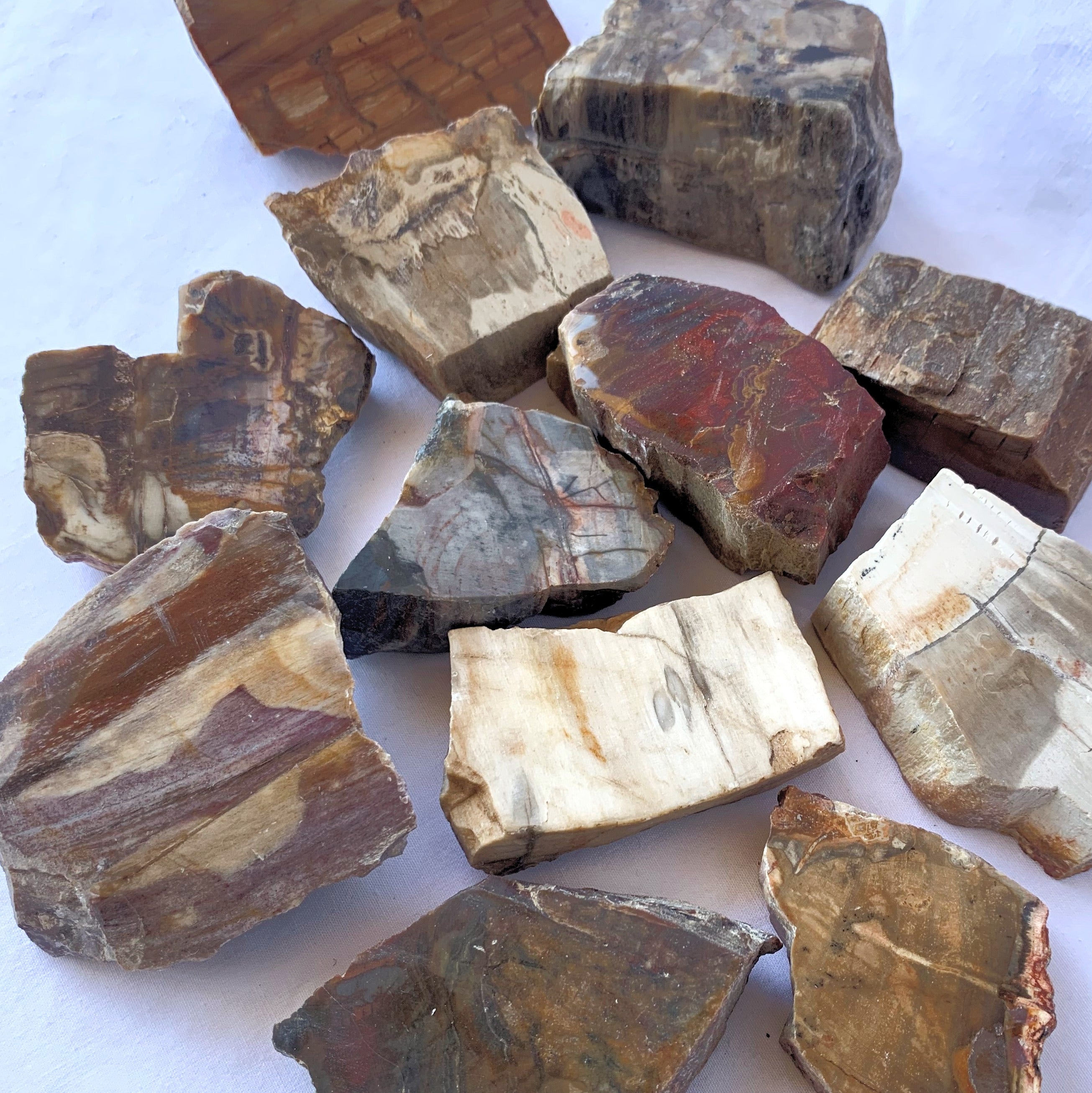Petrified Wood Slices